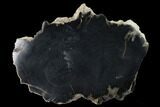 Polished, Black Petrified Wood Section - Arizona #165964-1
